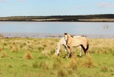 caballos jigsaw puzzle