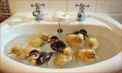פאזל של PATITOS