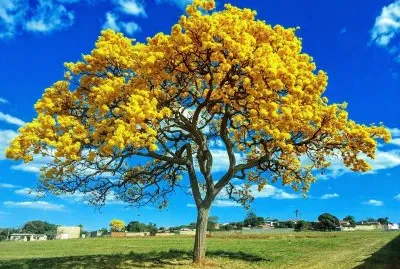 Ipe Amarelo