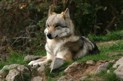 siberian wolf jigsaw puzzle