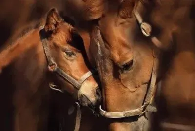 Mare and foal jigsaw puzzle