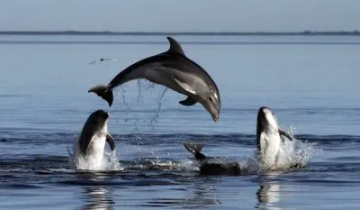 delfines