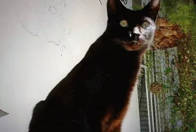 Gata Bebel