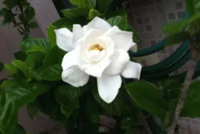 פאזל של Gardênia