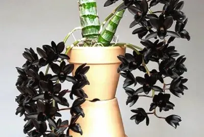 imagens jigsaw puzzle