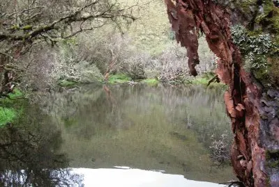 Polilepis-El Angel-Carchi Ecuador