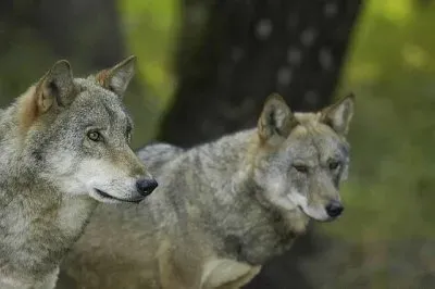 fox27 jigsaw puzzle