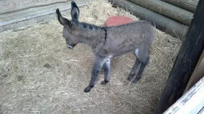 I nostri amici jigsaw puzzle