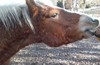 e dammi  'sta carota!
