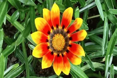 Gazania- Flor.