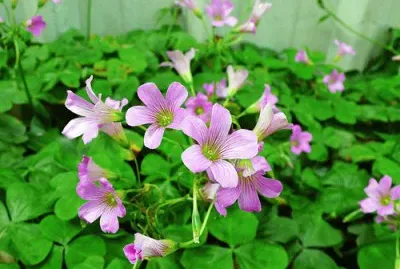 פאזל של ç´«èŠ±é…¢é†¬