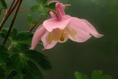 פאזל של imagens