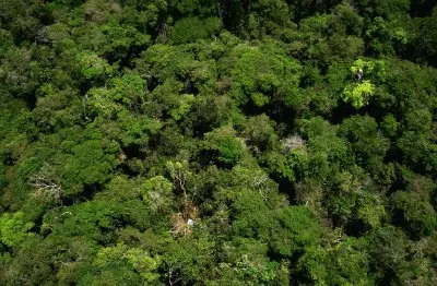 Floresta