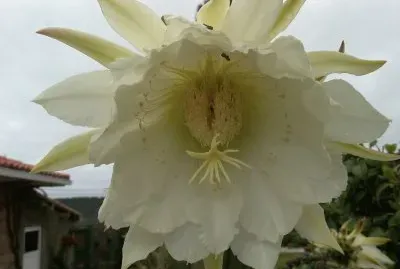 flor de cactus