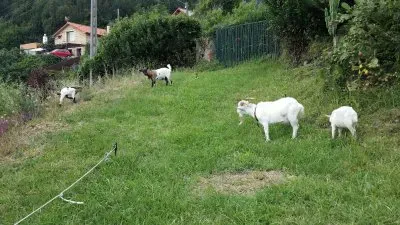 cabras enanas