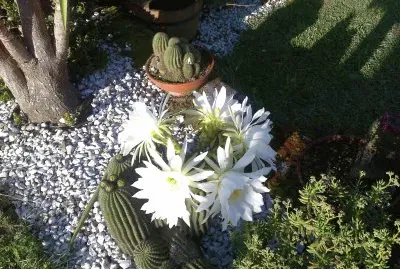 cactus en flor