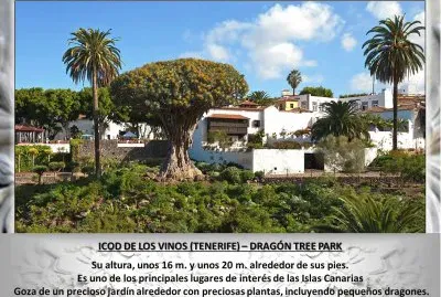 ICOD DE LOS VINOS (TENERIFE) â€“ DRAGÃ“N TREE PARK