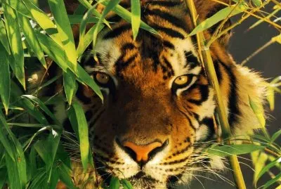 tigre