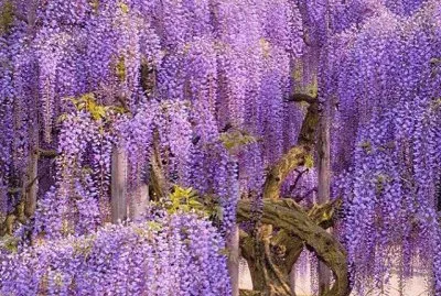 פאזל של imagens