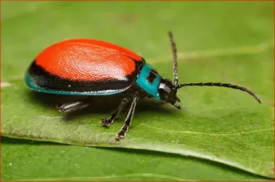 פאזל של CATARINA