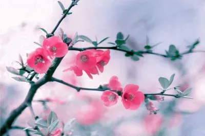 rama en flor