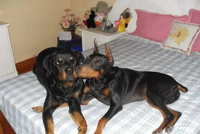 mascotas jigsaw puzzle