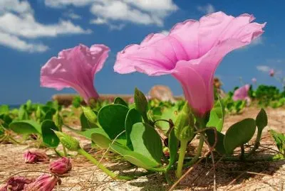 imagens jigsaw puzzle