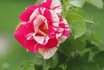 פאזל של imagens