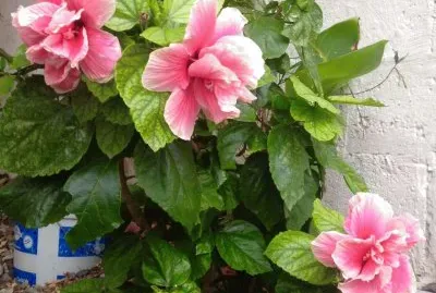 paisaje jigsaw puzzle