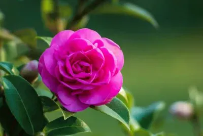 פאזל של paisaje