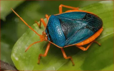 פאזל של MAYATE AZUL