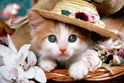gato sombrero