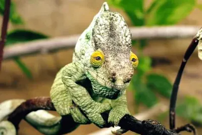camaleon