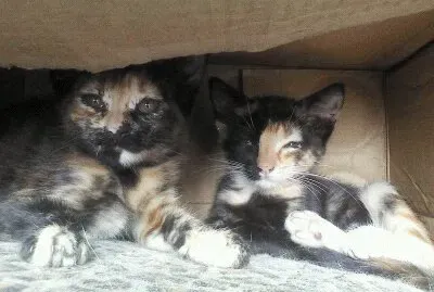 mis mascotas