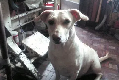 la Alegria de la Casa jigsaw puzzle