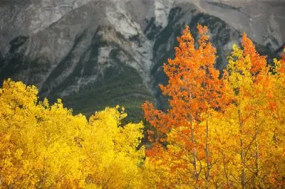 NATUREZA jigsaw puzzle