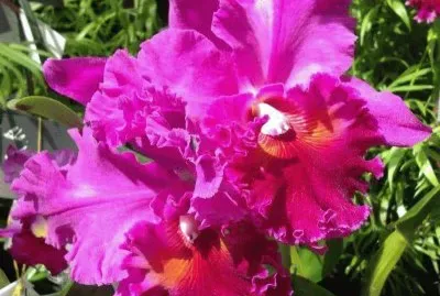 פאזל של imagem