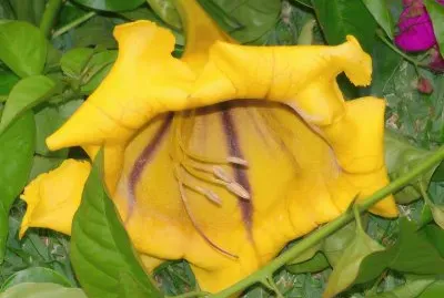 פאזל של flower