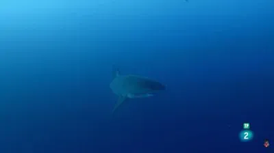 TiburÃ²n jigsaw puzzle