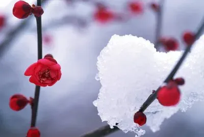 æ¢…