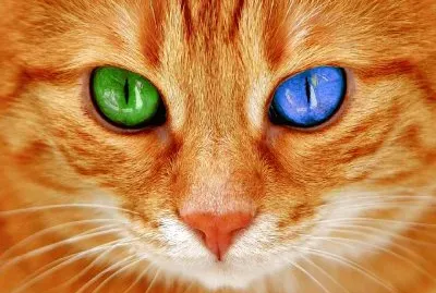 Gato-Ojos-Bi Color.