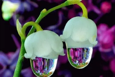 flower jigsaw puzzle