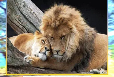 COMO PUEDEN DECIR QUE EL LEON PIERDE LA CALMA? jigsaw puzzle