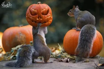 Halloween Pumpkin Head Squirrel