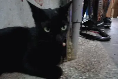 å…æ´—é¤å…·ä¹‹å°é»‘