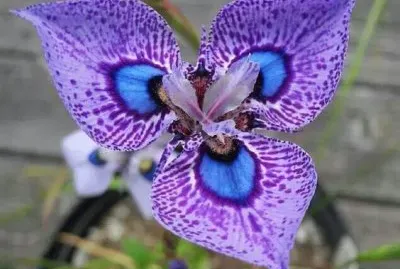 flor tropical jigsaw puzzle