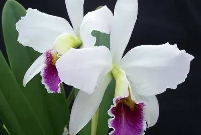 orquÃ­dea