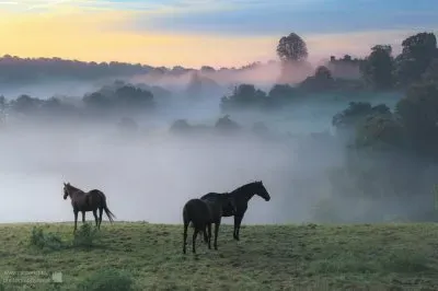 Mist   horses 2
