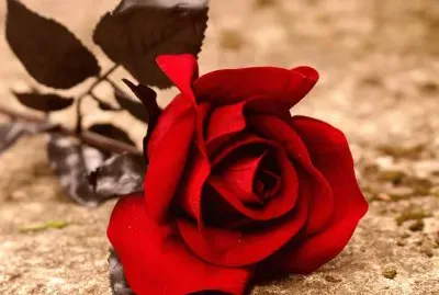 פאזל של imagem