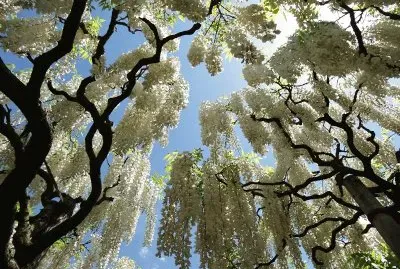 è—¤èŠ±